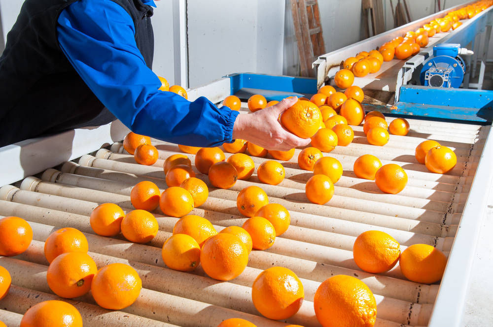 La producción de naranjas sigue deparando buenas noticias para nuestro país