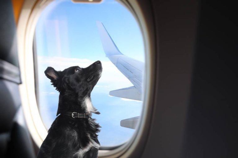 Volar con perro: ¡Cómo prepararlo!